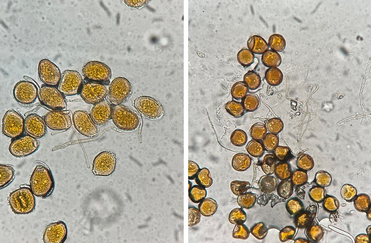 Southern rust and common rust urediniospores_Marty Chilvers.png